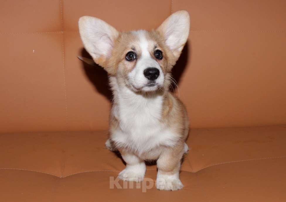 Собаки в Москве: Корги щенки рыжие девочки Девочка, 25 000 руб. - фото 2