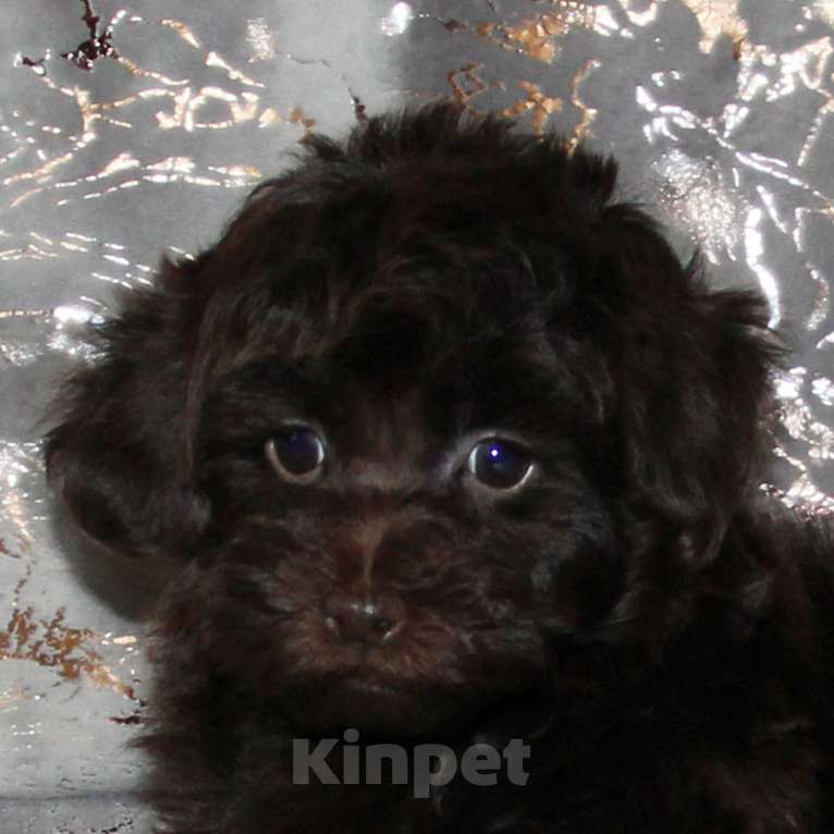 Собаки в Санкт-Петербурге: Той-пудель щенок девочка. СПб Девочка, 80 000 руб. - фото 5