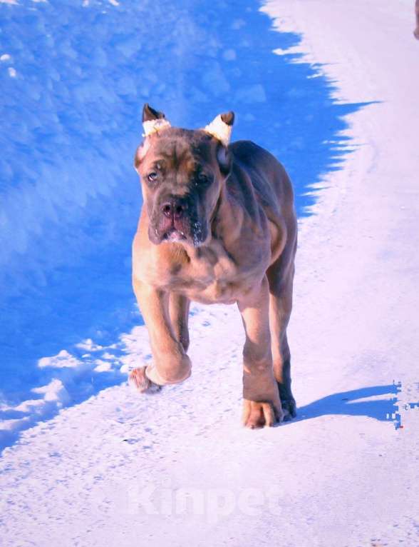 Собаки в Костроме: Два щенка кане корсо. Девочки Девочка, 60 000 руб. - фото 10