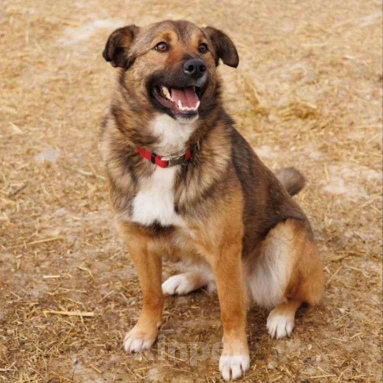 Собаки в Москве: Самый ласковый на свете пёс живёт в вольере Мальчик, Бесплатно - фото 2