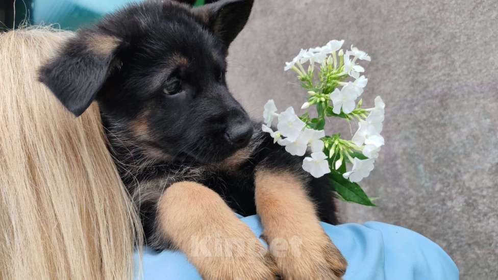 Собаки в других городах Московской области: Щенки немецкой овчарки  Мальчик, 15 000 руб. - фото 6