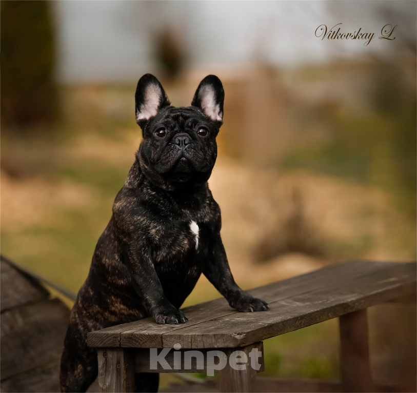 Собаки в Санкт-Петербурге: Красавчик Мальчик, Бесплатно - фото 2