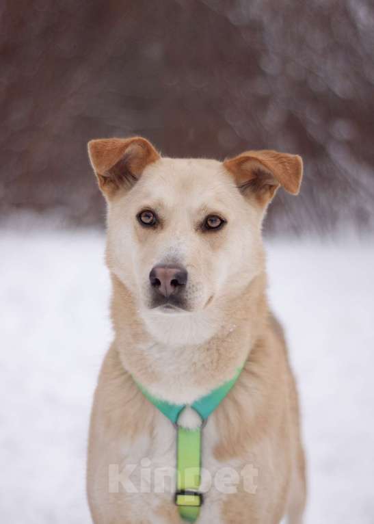Собаки в Москве: Общительный улыбчивый Дюшес в поисках дома Мальчик, Бесплатно - фото 2
