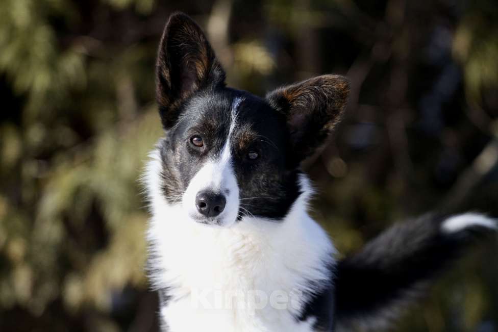 Собаки в Москве: Вельш корги кардиган- в добрые руки Девочка, Бесплатно - фото 2