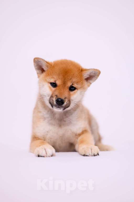 Собаки в Волгограде: щенки сиба ину Девочка, 30 000 руб. - фото 2