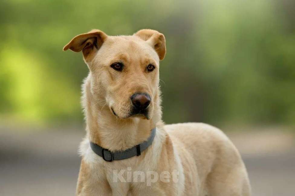 Собаки в Ярославле: Батон ждет Вас в приюте! Мальчик, Бесплатно - фото 3