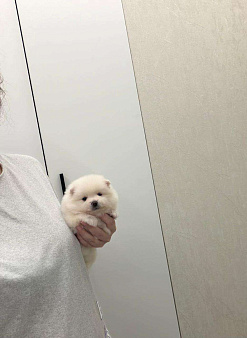 Великолепный мальчик