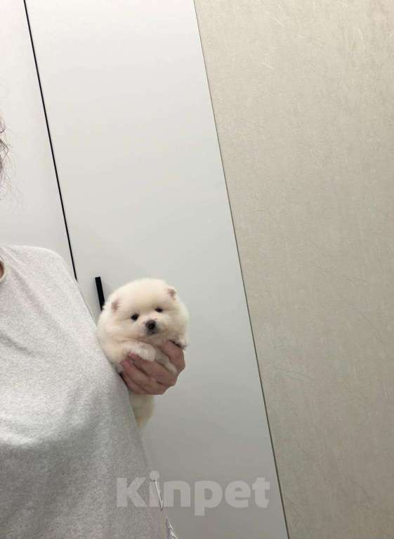 Собаки в Москве: Великолепный мальчик Мальчик, 27 000 руб. - фото 1