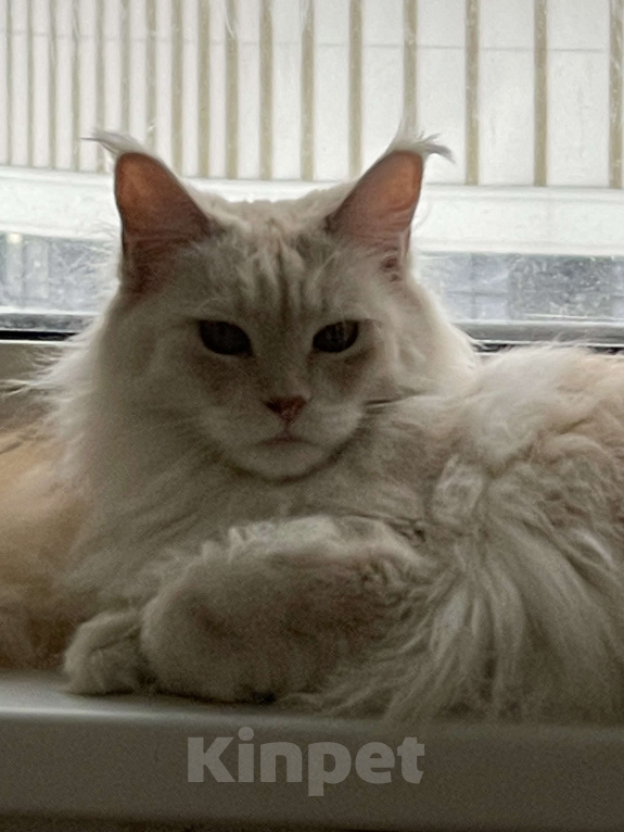 Кошки в Москве: МЕЙН-КУН Девочка, 15 000 руб. - фото 5