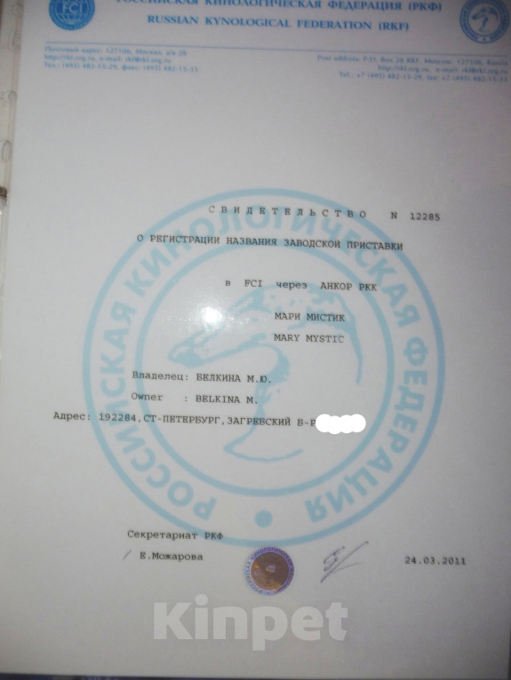 Собаки в Санкт-Петербурге: Шоколадного окраса чихуахуа Мальчик, 70 000 руб. - фото 5