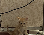 Кошки в Улане-Удэ: Котенок  в добрые руки к лотку приучен Мальчик, Бесплатно - фото 3