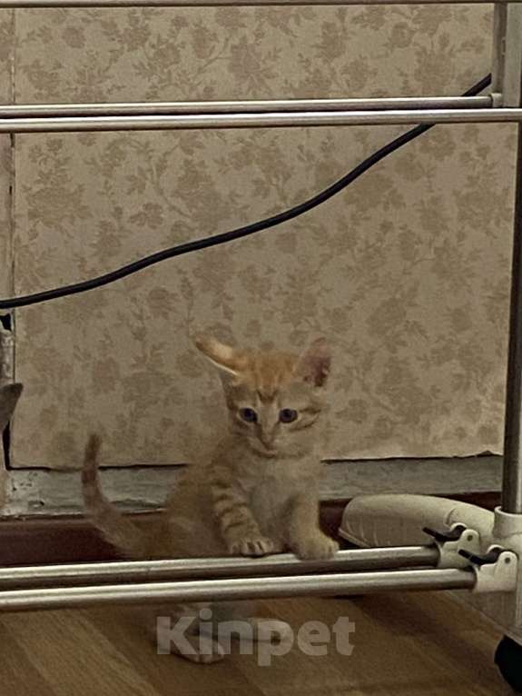 Кошки в Улане-Удэ: Котенок  в добрые руки к лотку приучен Мальчик, Бесплатно - фото 3