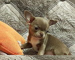 Собаки в Новосибирске: Малышка чихуахуа Девочка, Бесплатно - фото 3