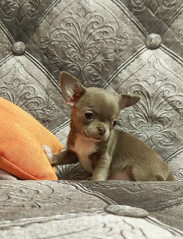 Собаки в Новосибирске: Малышка чихуахуа Девочка, Бесплатно - фото 3