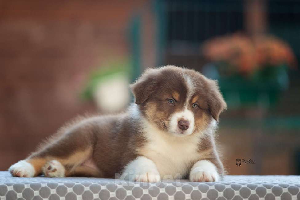 Собаки в Москве: австралийская овчарка аусси Девочка, 100 000 руб. - фото 3