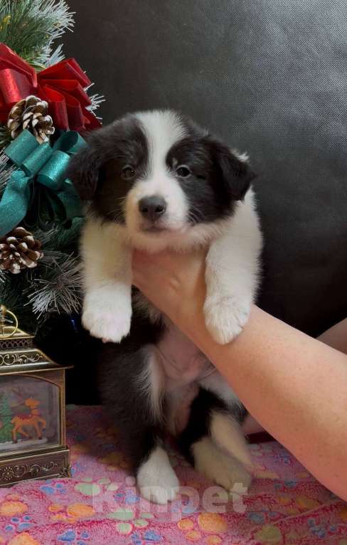 Собаки в Москве: Бордер колли щенок Мальчик, 70 000 руб. - фото 6