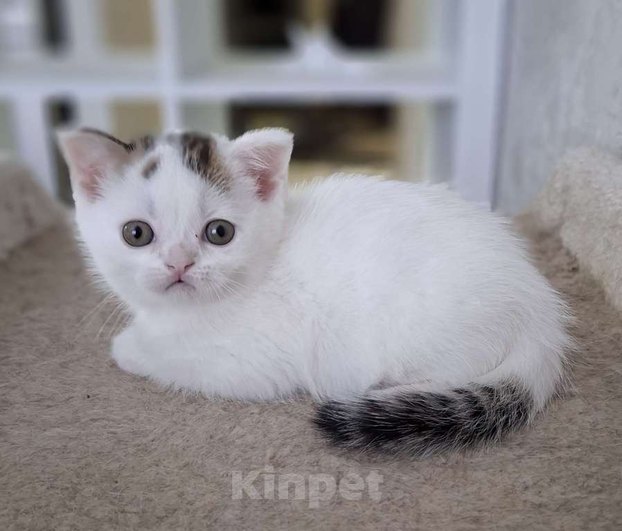 Кошки в Ярославле: Шотландский короткошерстный котенок Мальчик, 17 000 руб. - фото 3