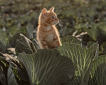 Кошки в Санкт-Петербурге: Рыжий котенок Мальчик, Бесплатно - фото 4