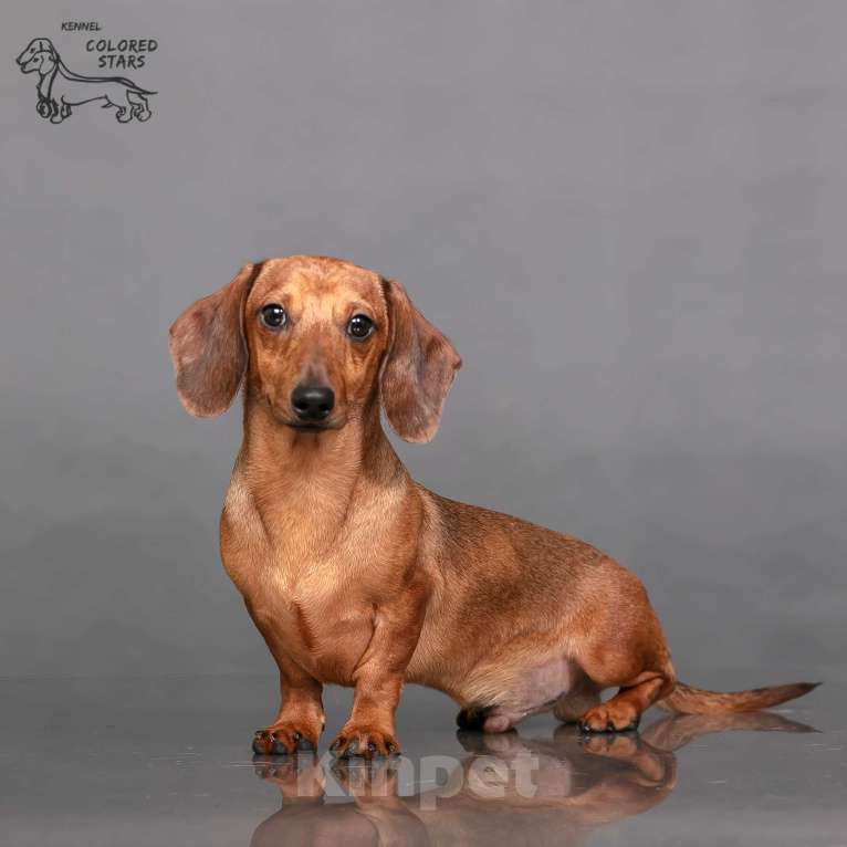 Собаки в Королеве: Миниатюрные мальчики в прекрасном экстерьере.  Мальчик, 55 000 руб. - фото 7