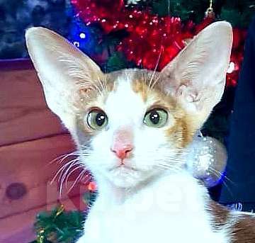 Кошки в Москве: ориентальная пантера и др. Девочка, 50 000 руб. - фото 2