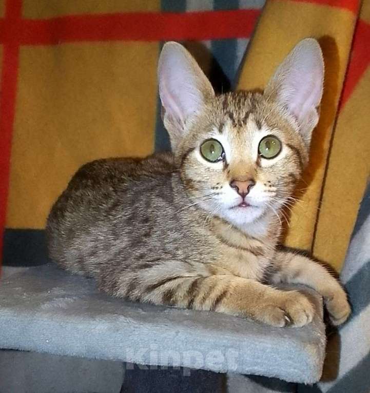 Кошки в Москве: Ориентальные котята  Девочка, 15 000 руб. - фото 1