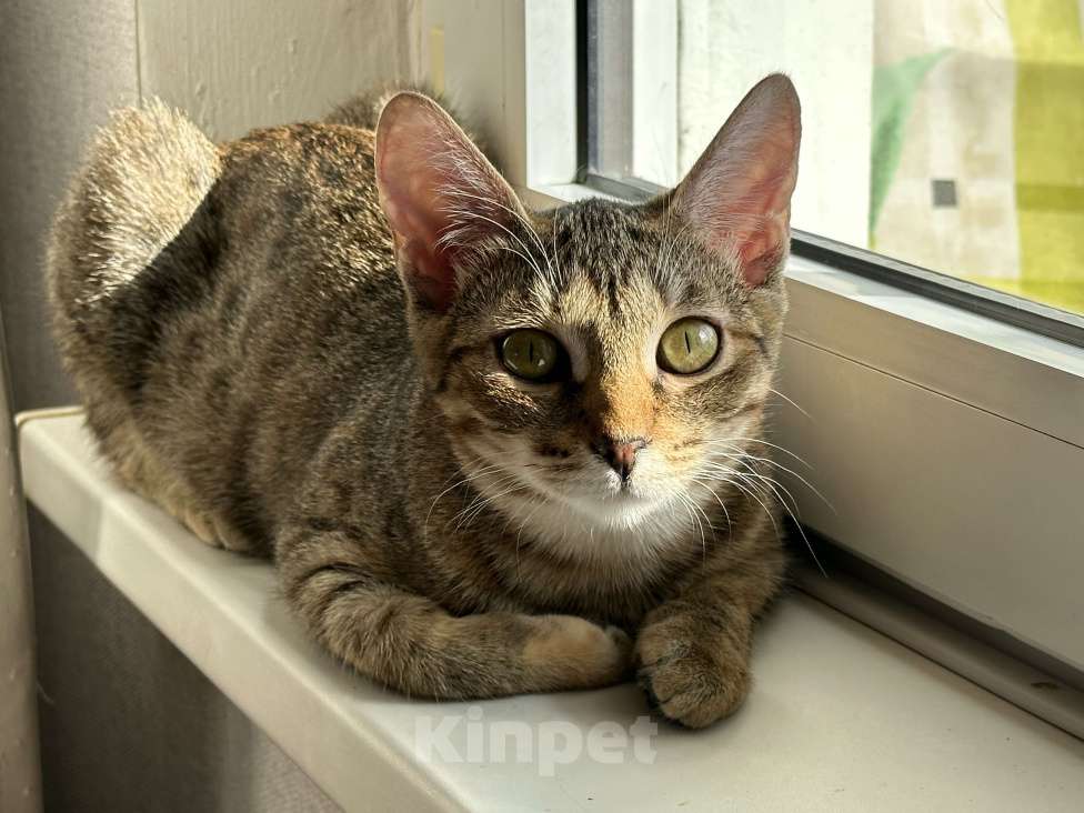 Кошки в Москве: Денежная кошка ищет дом Девочка, Бесплатно - фото 1