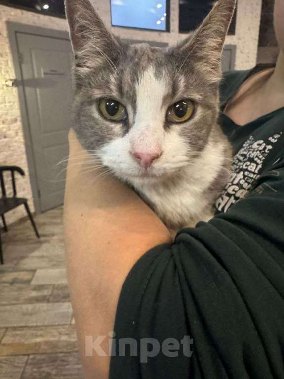 Кошки в Москве: Мортиша стала не нужна Девочка, Бесплатно - фото 4