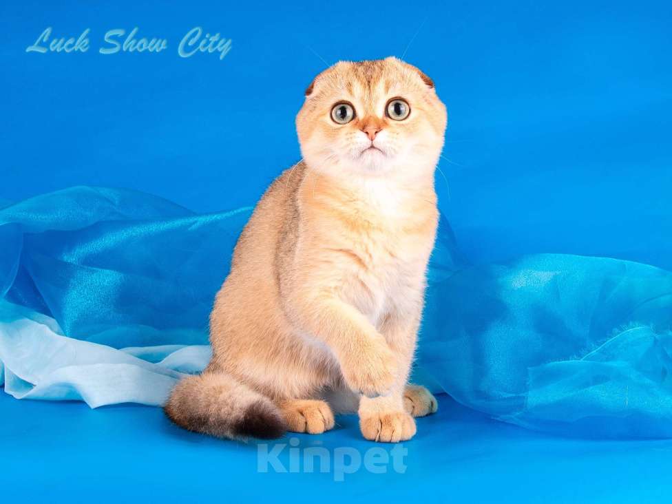 Кошки в Санкт-Петербурге: Золотой мальчик скоттиш фолд Мальчик, Бесплатно - фото 9