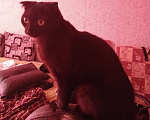 Кошки в Люберцах: Британская вислоухая  Девочка, Бесплатно - фото 6