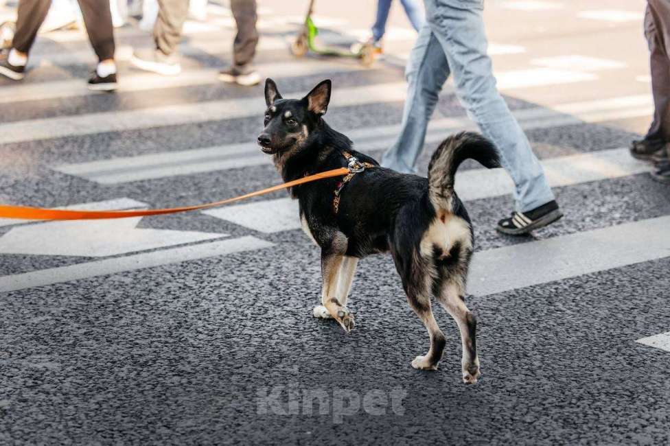 Собаки в Москве: Нуара- девочка душа, очень ждёт свою семью! Девочка, Бесплатно - фото 7