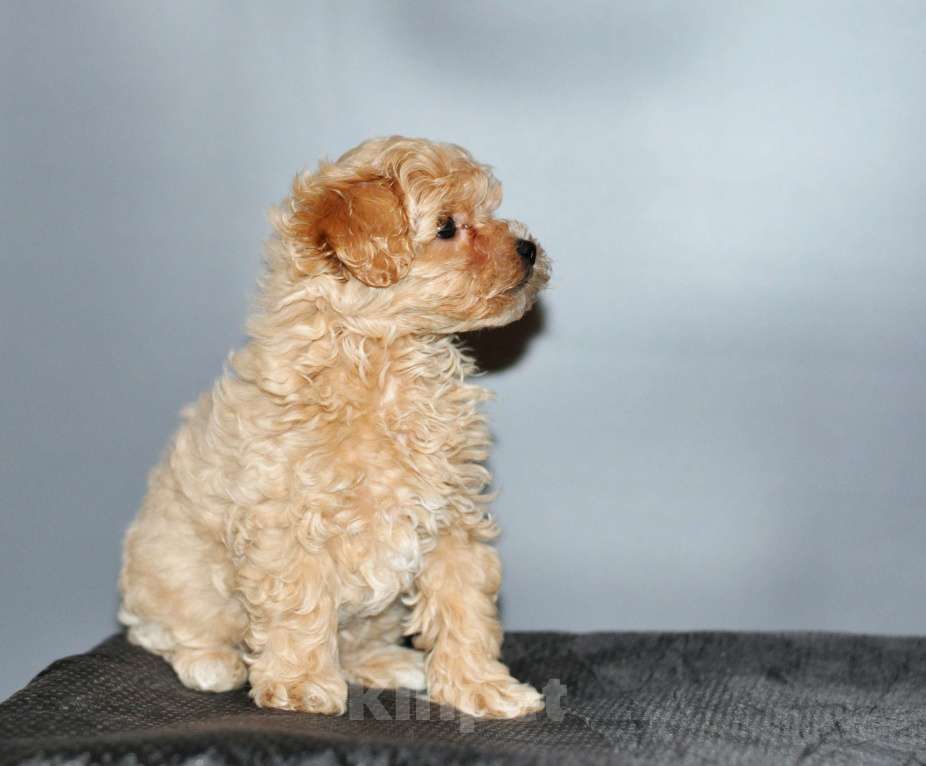 Собаки в других городах Свердловской области: мальтипу F1 мини, карамельный мальчик   Мальчик, 100 000 руб. - фото 3