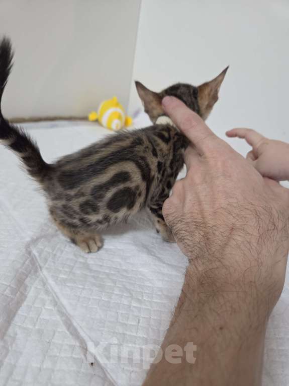 Кошки в Красногорске: Бенгальские малыши  Девочка, 30 000 руб. - фото 6