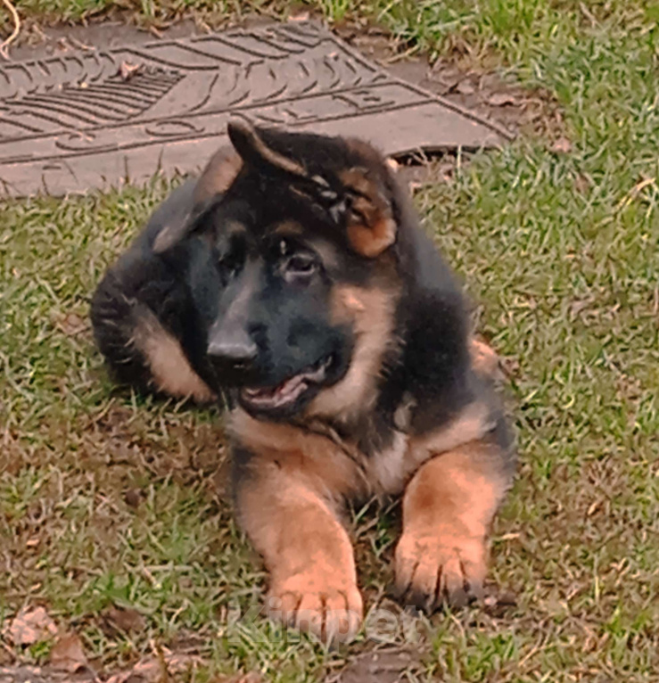 Собаки в Санкт-Петербурге: Щенок кобель, немецкая овчарка.  Мальчик, 60 000 руб. - фото 2