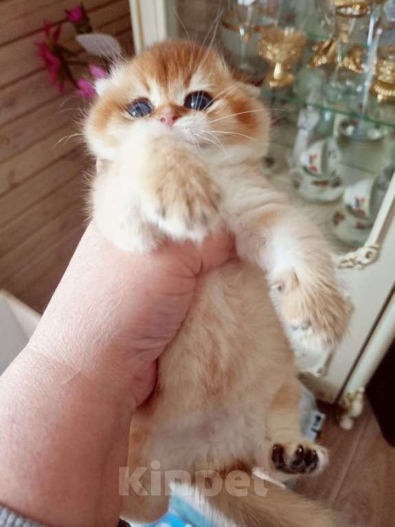 Кошки в Москве: Красавчик Мальчик, 25 000 руб. - фото 3