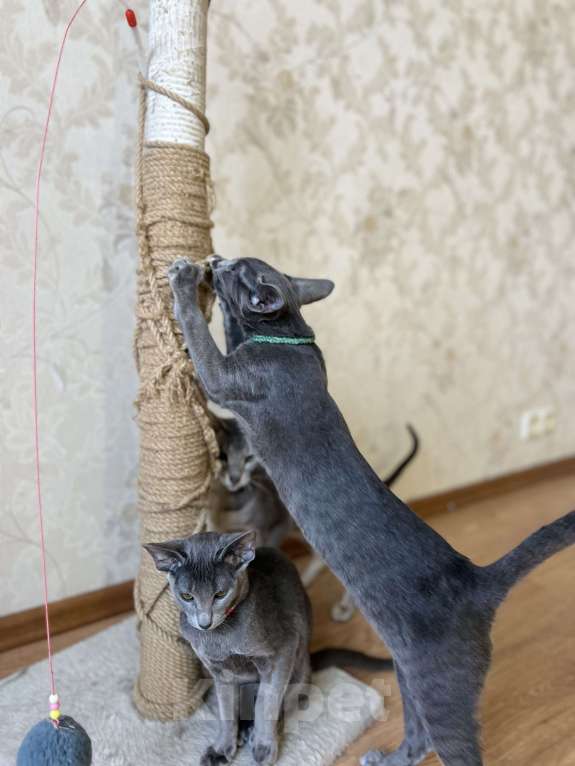 Кошки в Москве: Ориентальный мальчик Мальчик, 40 000 руб. - фото 4