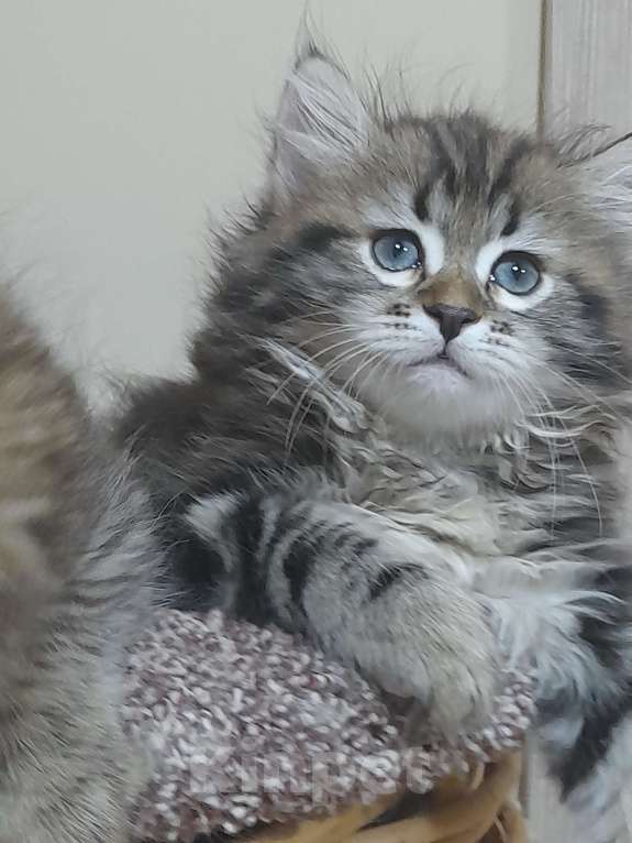 Кошки в Севастополе: Сибирский котенок девочка Девочка, 40 000 руб. - фото 7