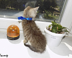 Кошки в Москве: Шотландский прямоухий короткошёрстный котёнок Девочка, 8 000 руб. - фото 6