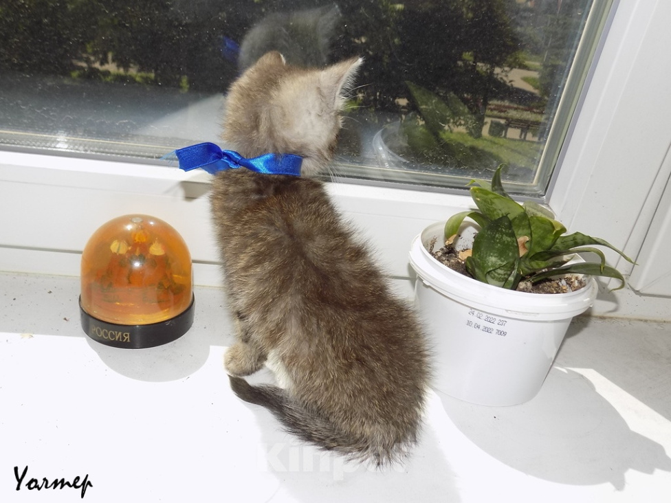 Кошки в Москве: Шотландский прямоухий короткошёрстный котёнок Девочка, 8 000 руб. - фото 6