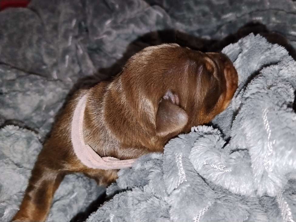 Собаки в Березовском: К/П сука Девочка, Бесплатно - фото 3