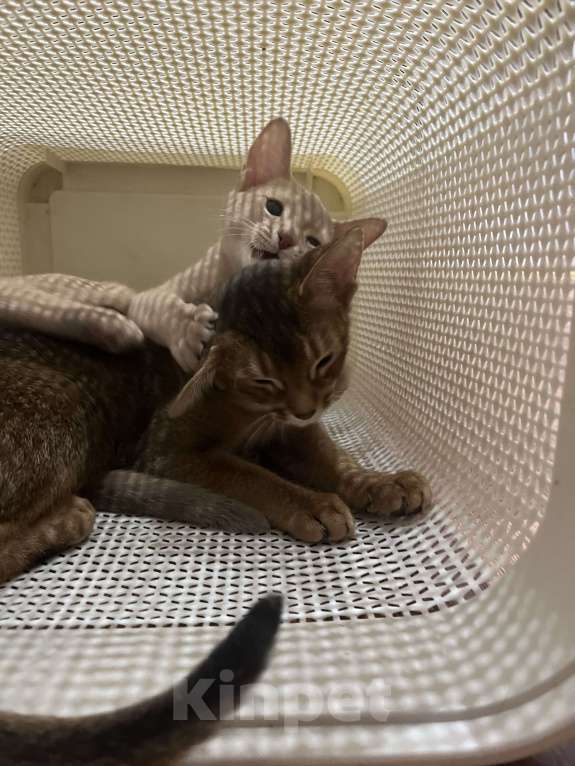 Кошки в Екатеринбурге: Абидетки Девочка, 40 000 руб. - фото 1