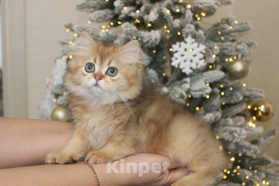 Кошки в Москве: Котик Натс Мальчик, 35 000 руб. - фото 1