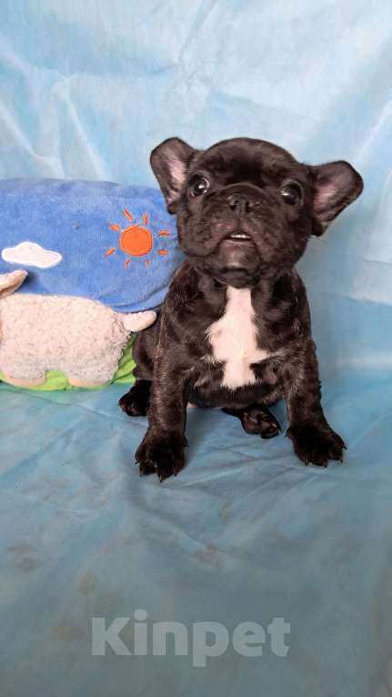 Собаки в Ижевске: Ищем хозяина. Девочка, 50 000 руб. - фото 1