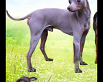 Собаки в Нальчике: Лиловый щенок редкий окрас, 20 000 руб. - фото 3