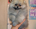 Собаки в Владивостоке: Померанский шпиц Мальчик, 50 000 руб. - фото 1