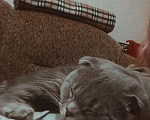 Кошки в Теберде: Шотландский вислоухий чистокровный кот, 1 руб. - фото 4