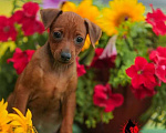 Собаки в Майкопе: Щенок Цвергпинчера, 20 000 руб. - фото 1