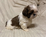 Собаки в Санкт-Петербурге: Милашечка ши тцу  Девочка, 35 000 руб. - фото 5