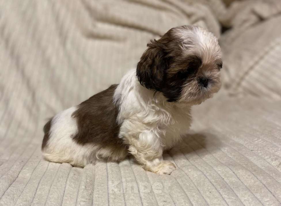 Собаки в Санкт-Петербурге: Милашечка ши тцу  Девочка, 35 000 руб. - фото 5