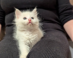 Кошки в других городах Московской области: Котята  1,5 месяца Мальчик, Бесплатно - фото 1
