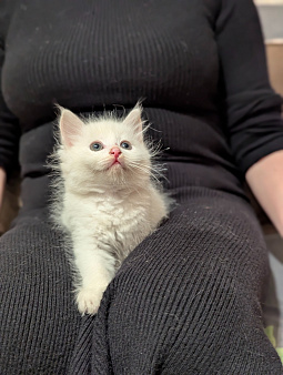 Котята  1,5 месяца